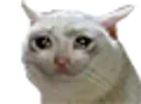 cryingcat