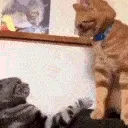 t_catfight2