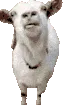 Goat