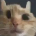 cat_jetoxd