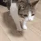 catdead