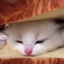 squish