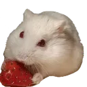 Snomnom