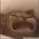 catcry