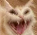catkek