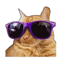 Catglasses catglasses Discord Emoji