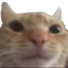 Catswag CatSwag Discord Emoji