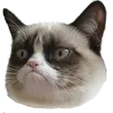 grumpycat