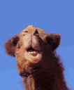 PKT_camelchew Discord emoji