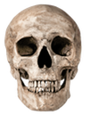android_skull Discord emoji
