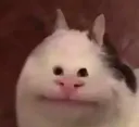 dumblayer