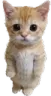 I_have_your_IP_address
