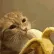 catbanana