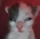 gatoersad Discord Emoji