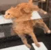 watercat watercat