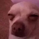 RTN_DogWhatYouNeed RTN_DogWhatYouNeed