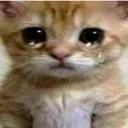 kittycry