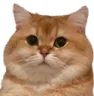 fatcat