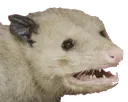 opossum