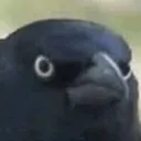 crowmale