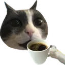coffee_cat