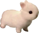 rabbit