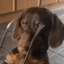 DogLook