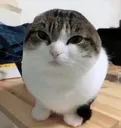 earless_cat earless_cat