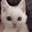 angycat