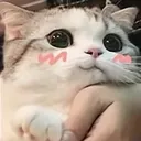 kitty kitty