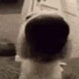 whatthedogdoin