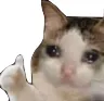 cat_thumbsup