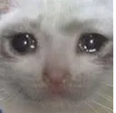 PG_sadkitty PG_sadkitty