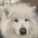 keelabouncefast