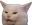 cat_confused
