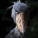 shoebill shoebill