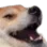 dogelol