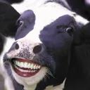 happycow happycow