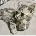 cat_waiting
