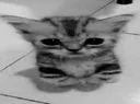 cat_k