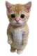 catstand