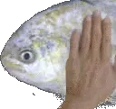 fishpatpat