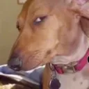 aster_sus Discord Emoji