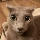 getthiscatviral