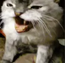 RAOW