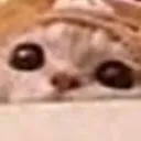 cat_iamsee
