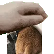 patfatty