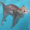 cat_swim