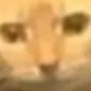 thiscatwillKILLyou