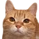 CatStare